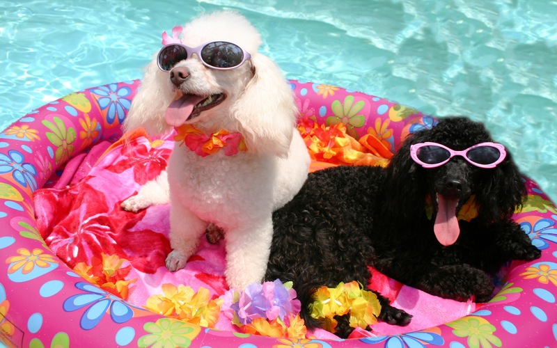 A store dog pool