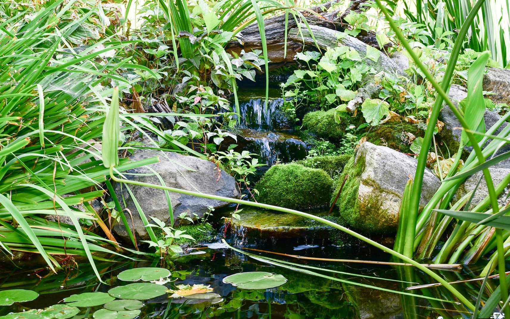 Get Immersed in Nature in Your Orlando Pool